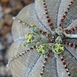 Euphorbia obesa फूल