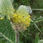 Astragalus alopecurus 花