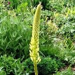 Eremurus stenophyllus Flower