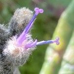 Saussurea alpina Flower