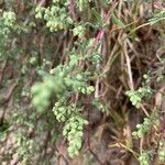 Artemisia herba-alba Blomst