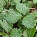 Potentilla indica Feuille