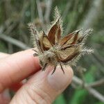 Hibiscus diversifolius Φρούτο