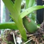 Prosthechea chacaoensis چھال