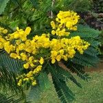 Senna multijuga फूल