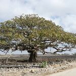 Ficus populifolia Habit