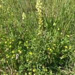 Reseda lutea Staniste