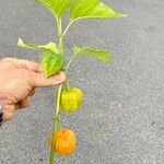 Physalis alkekengi Leaf