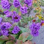 Symphyotrichum dumosum Blüte