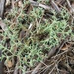 Euphorbia sulcata Habit