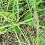 Tragopogon angustifolius Yaprak