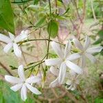 Jasminum grandiflorum Цветок