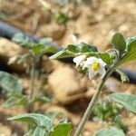 Solanum villosum Flower