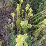 Petrosedum sediforme Kvet