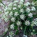 Peucedanum oreoselinum Flower