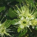 Xanthostemon carlii Flor