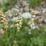 Reseda phyteuma Flower