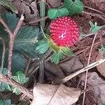 Potentilla indica Φρούτο