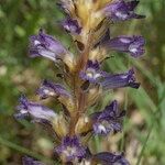 Orobanche lavandulacea Flor