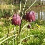 Fritillaria meleagris Flor