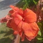 Canna indica फूल