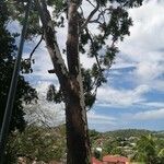 Eucalyptus citriodora Schors