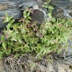 Epilobium alsinifolium Natur
