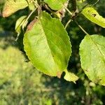 Malus sylvestris Fuelha