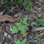 Cleome aculeata Blatt