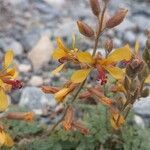 Hoffmannseggia glauca موطن
