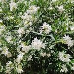 Nerium oleander Flor