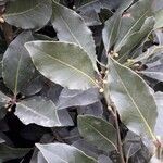 Laurus nobilis List