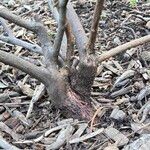 Clethra alnifolia Bark