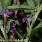 Lythrum tribracteatum 其他