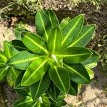 Euphorbia stygiana Hoja