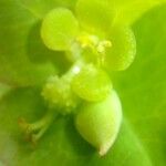 Euphorbia dulcis Otro