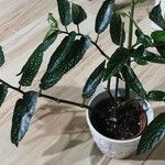 Begonia × albopicta List
