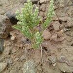 Pseudognaphalium californicum Flors