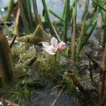 Utricularia raynalii Žiedas