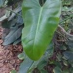 Philodendron burle-marxii Leaf