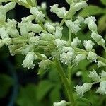 Artemisia lactiflora Blomst