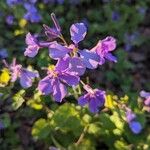 Orychophragmus violaceus Flor