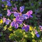 Orychophragmus violaceus Flower