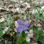 Viola × melissifolia Flower