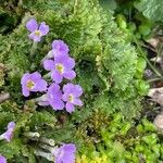 Primula sonchifolia