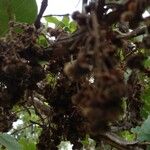 Curatella americana Fruchs