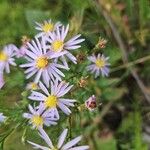 Symphyotrichum oolentangiense 花