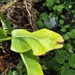 Musa acuminata Folha