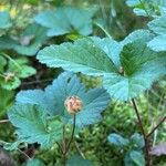 Rubus chamaemorus Fruit