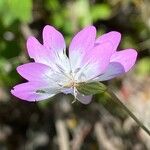 Eudianthe coeli-rosa Flower